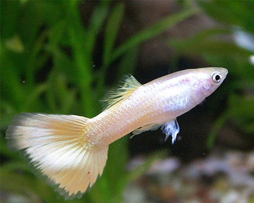 Gold Guppy Männchen