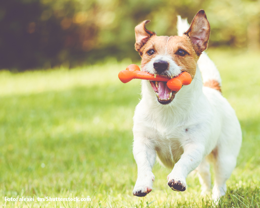 Jack Russell laufend auf Wiese