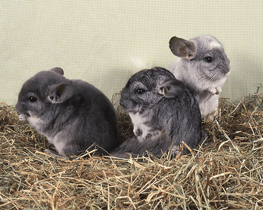 Chinchillas