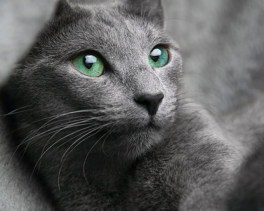 Russische Blaukatze mit grünen Augen eingewickelt in einer Decke